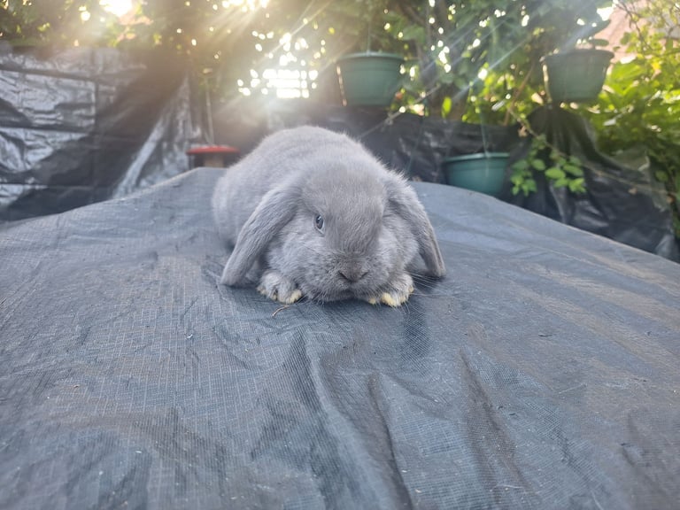 Beautiful pure bred mini lop babie rabbits 