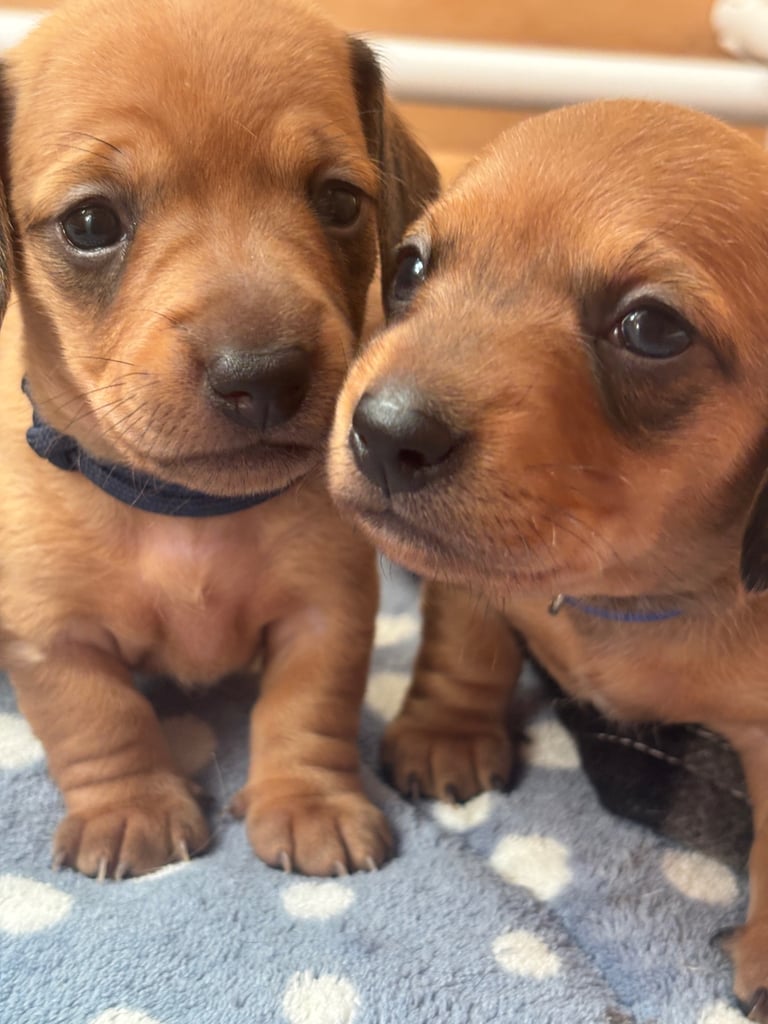✨ Beautiful Miniature Dachshund Puppies – Ready 8th December ✨