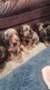 DAPPLE LONG HAIRED DACHSHUND BOY PUPPIES 