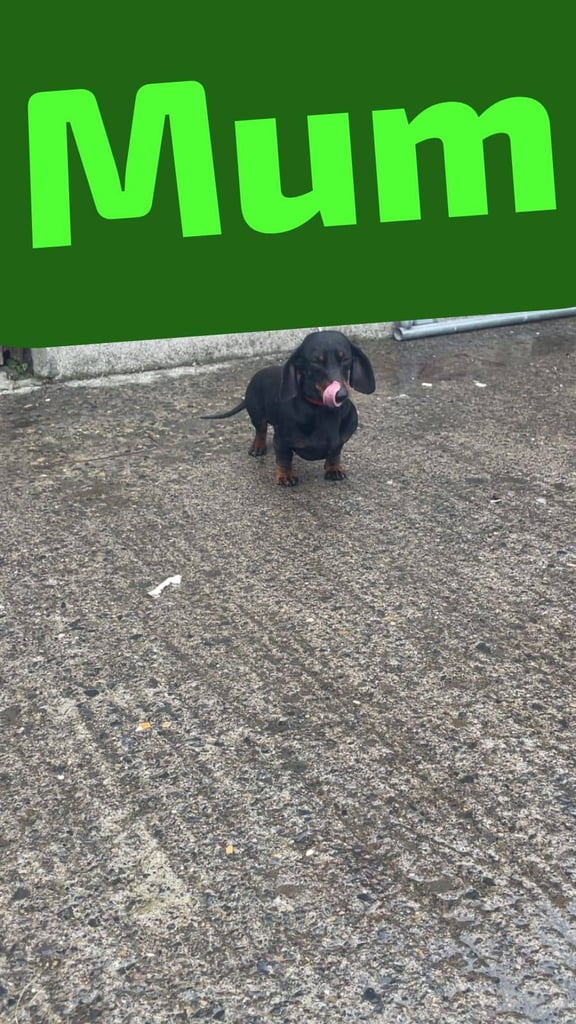 Miniature dachshund