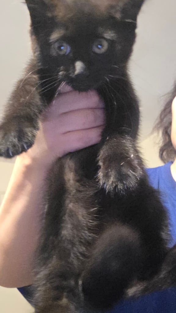  Adorable fluffy male kitten