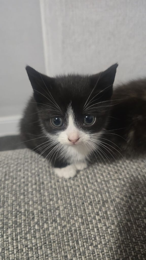3 × kittens - deflead - litter trained