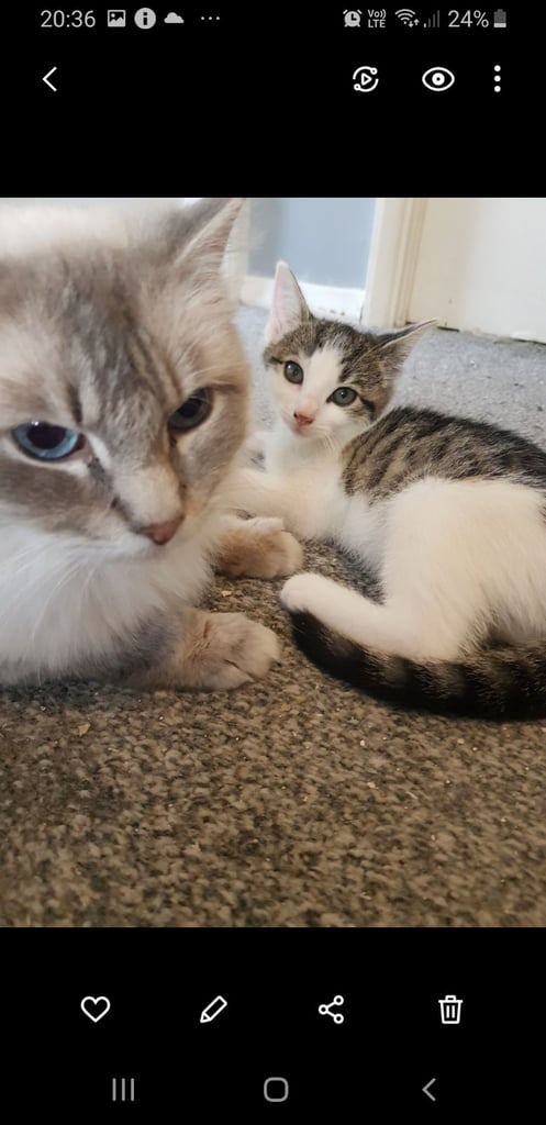 Ragdoll cross Turkish Angora kittens 