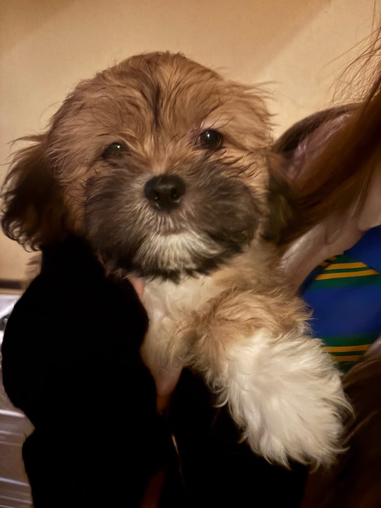 Girl Lhasa apso