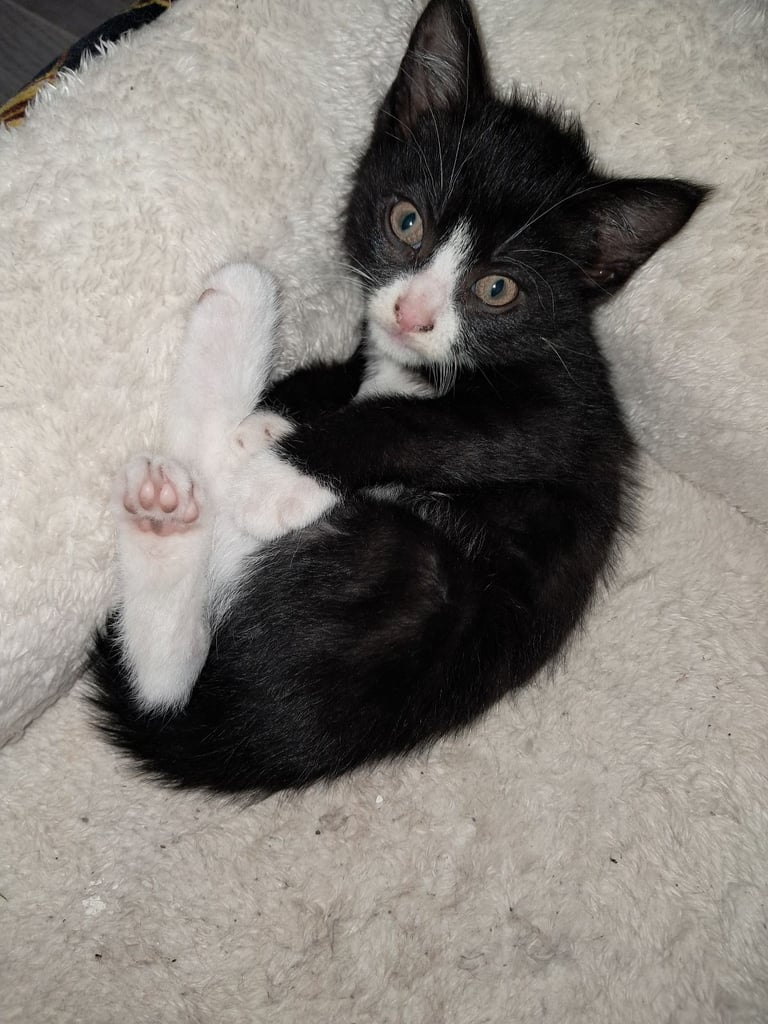 2 gorgeous kittens looking for forever home 