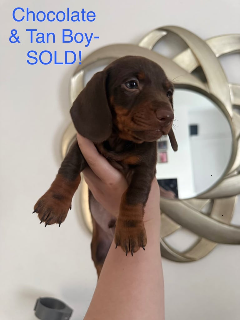 Miniature Dachshund puppies