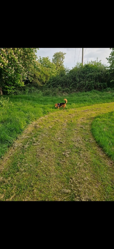 Cezar looking for new Home 
