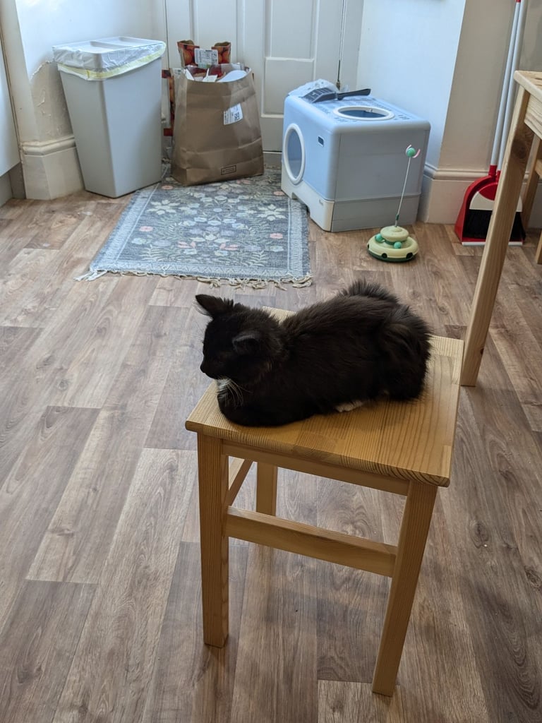 CAT NEEDS HOME - 1 year old male -