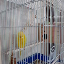 Cute Budgies couple for sale