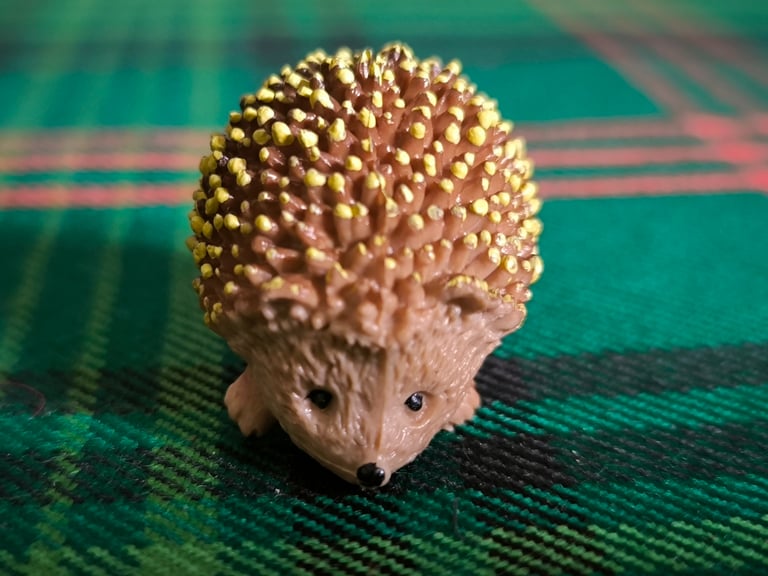 Hedgehog in Glasgow Stuff for Sale Gumtree