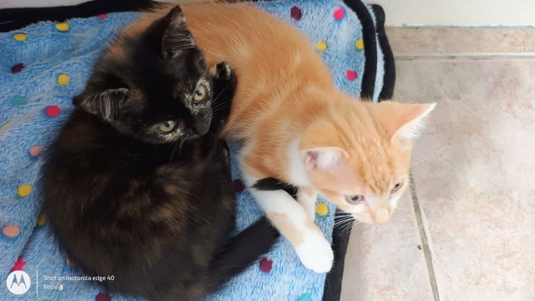 4 Male Kittens 