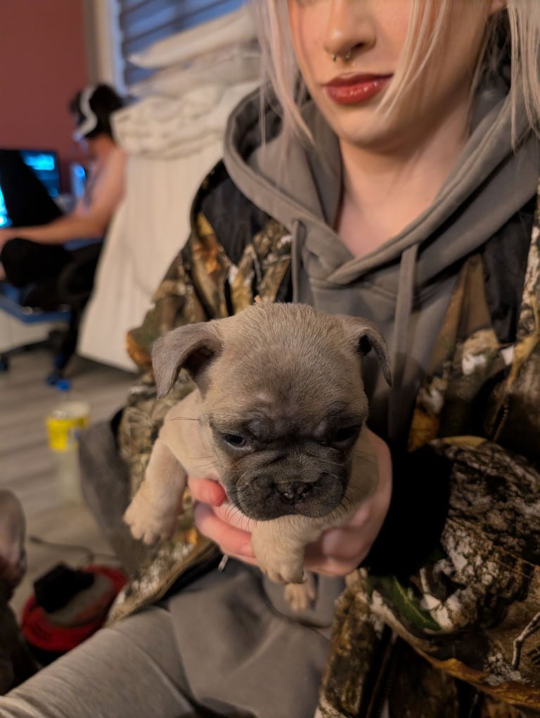 French bulldog puppies 