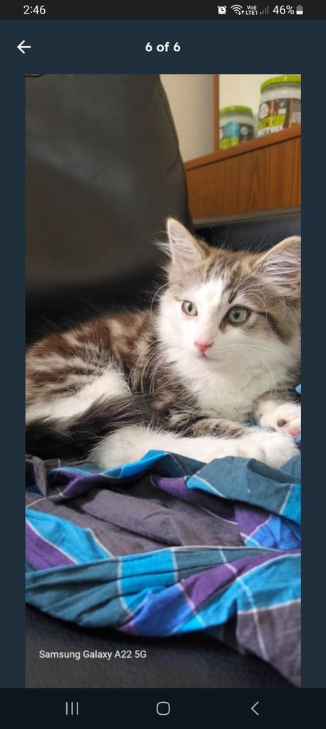 Kitten 