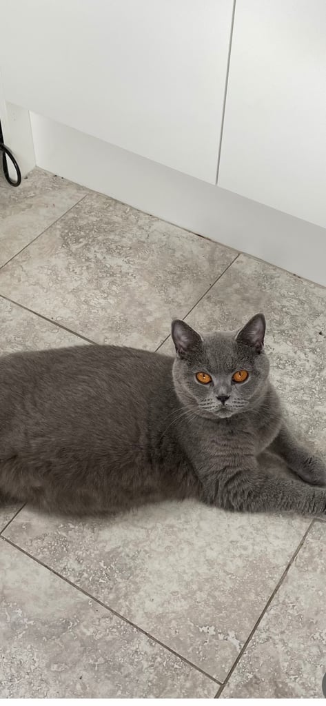 ACTIVE BSH FEMALE 