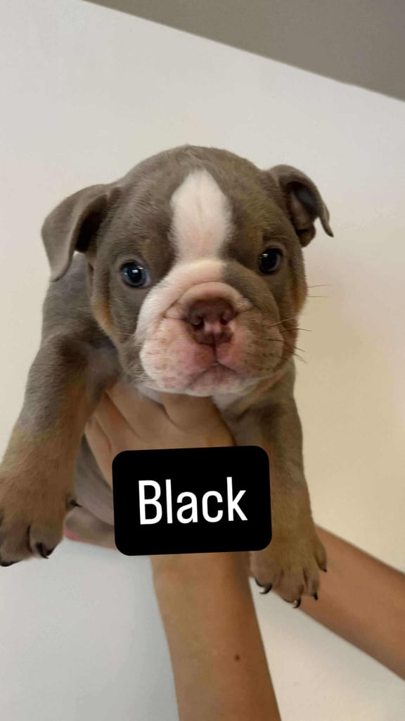Stunning English Bulldog Puppies 