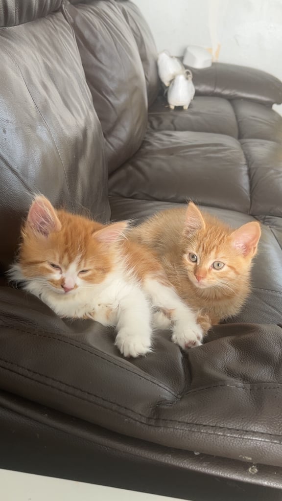 Long haired & short hair female kittens