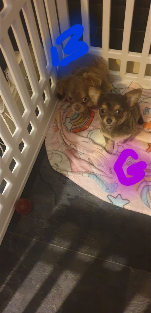 Long haired chihuahua puppys £1100