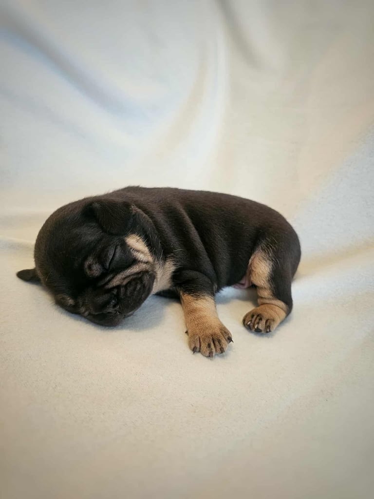 Generational Health tested French Bulldog Puppies (Only one boy and One Girl Left)