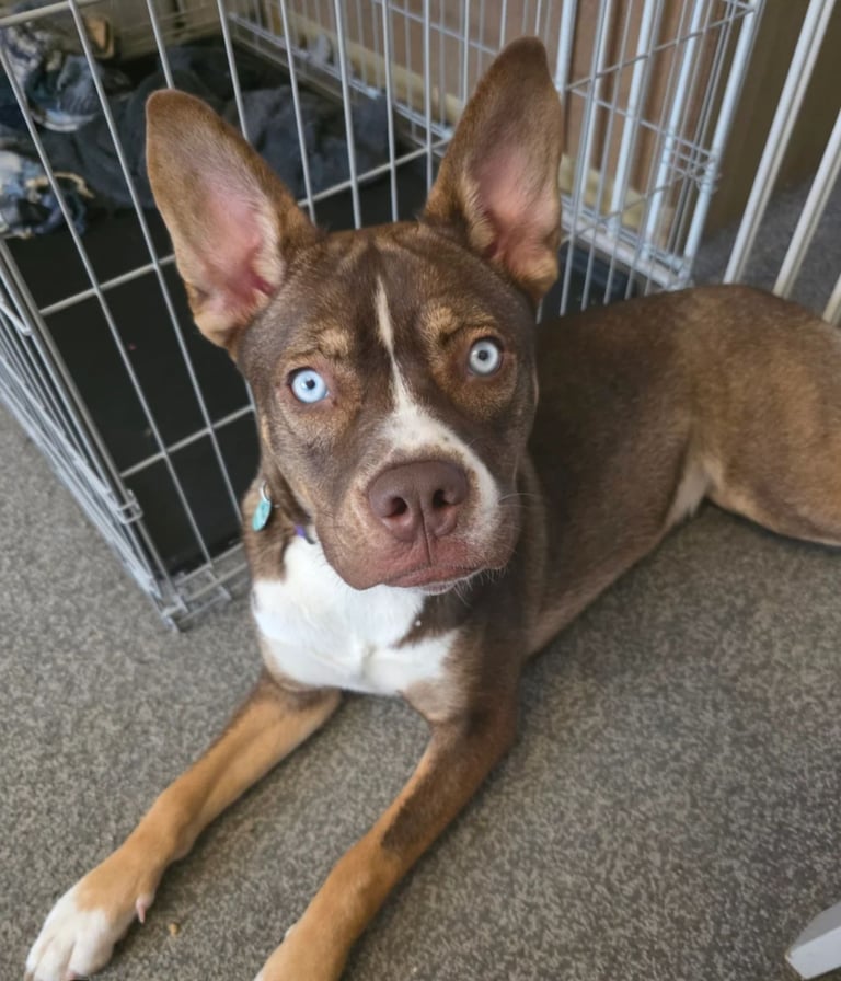 French bulldog cross husky 
