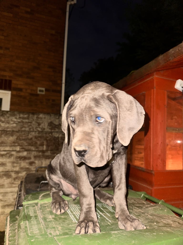 Cane corso puppies for sale 