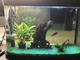 Tropical fish tank complete with fish