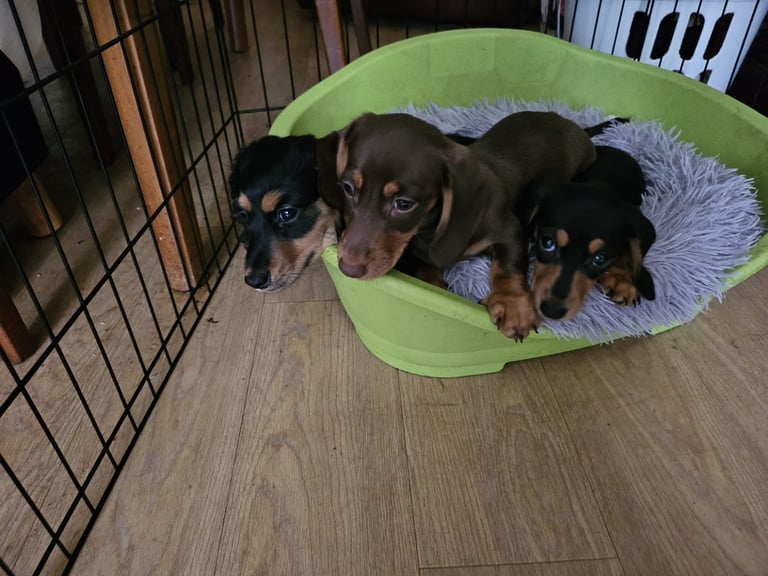 Dachshund puppies discount for sale gumtree