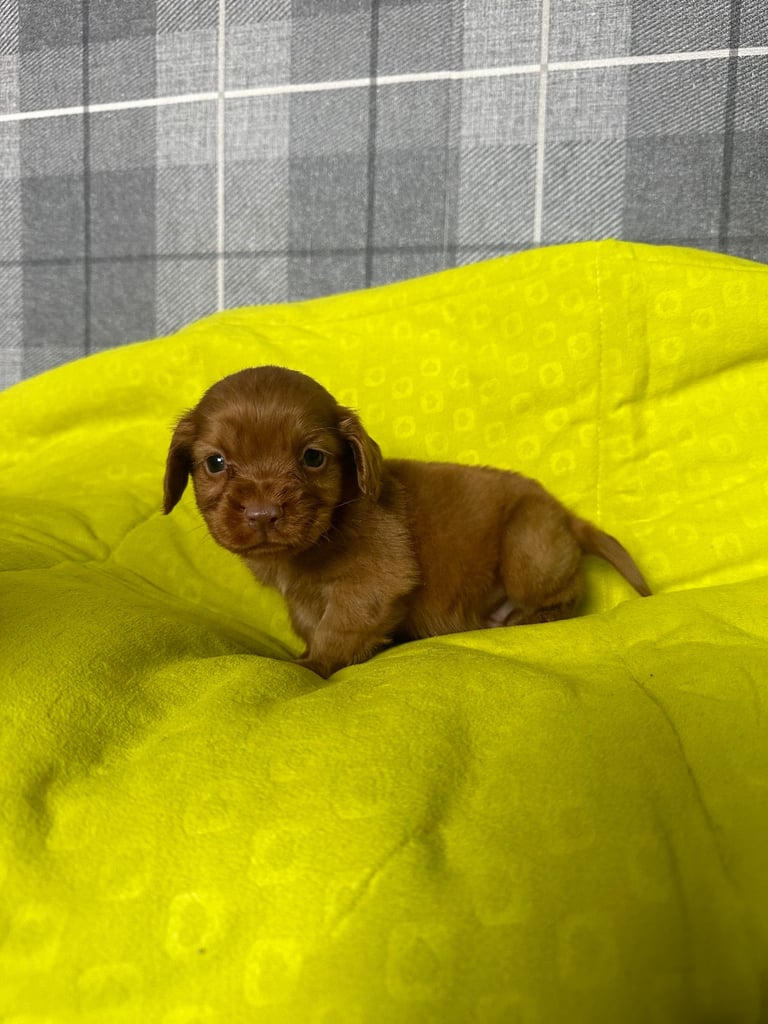 Stunning little red cocker spaniel male £800