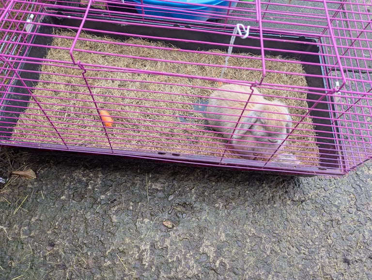 image for Rabbits for sale