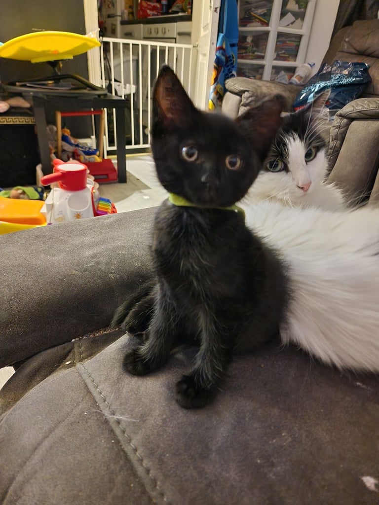 7  beautiful female kittens ready for forever home now 