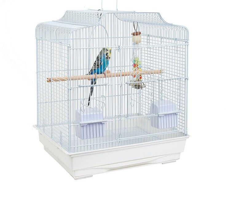 Hand Tame Budgies 