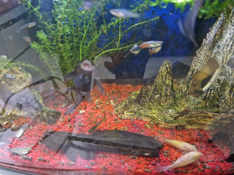 image for Guppy and Bristlenose Plecos Aquarium Fish