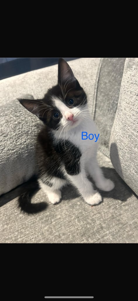 4 beautiful kittens looking for a new home 