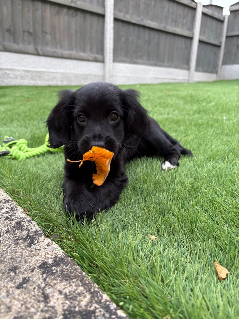 Cockerpoo puppy 