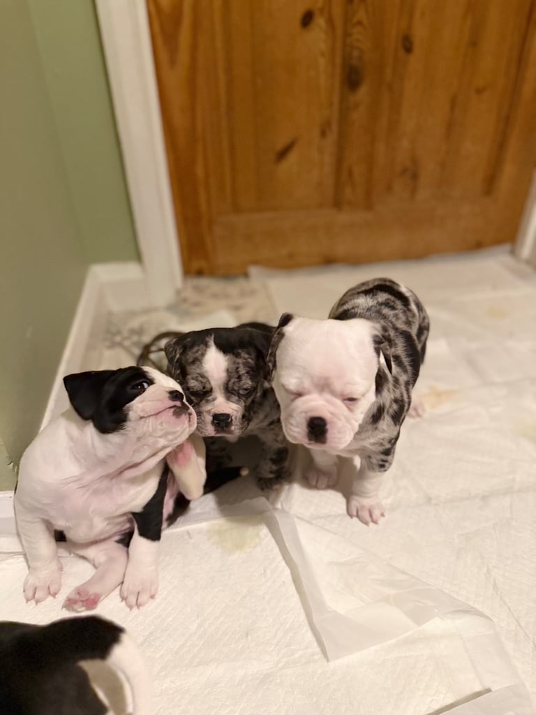 7 Adorable Olde English Bulldog/ French / Pug Bulldog puppies for sale ❤️
