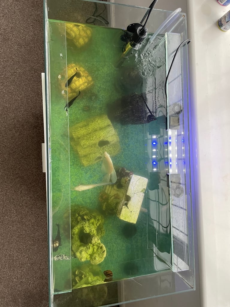 Whole Fish Setup With Fish