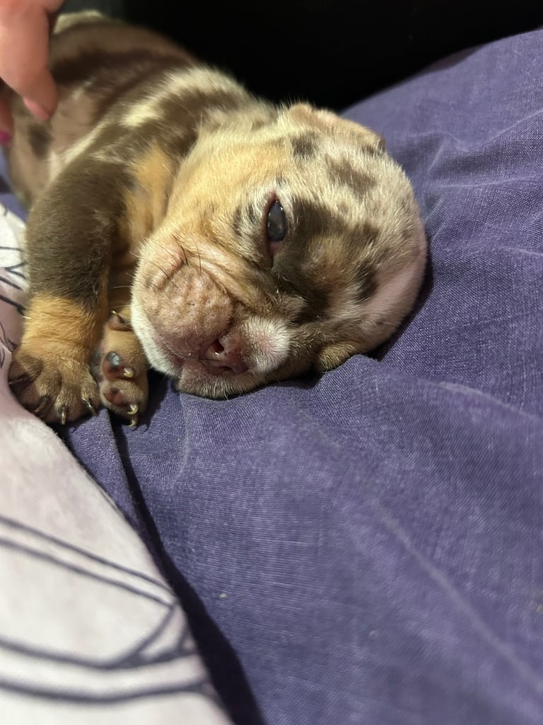 English Bull dog pups 