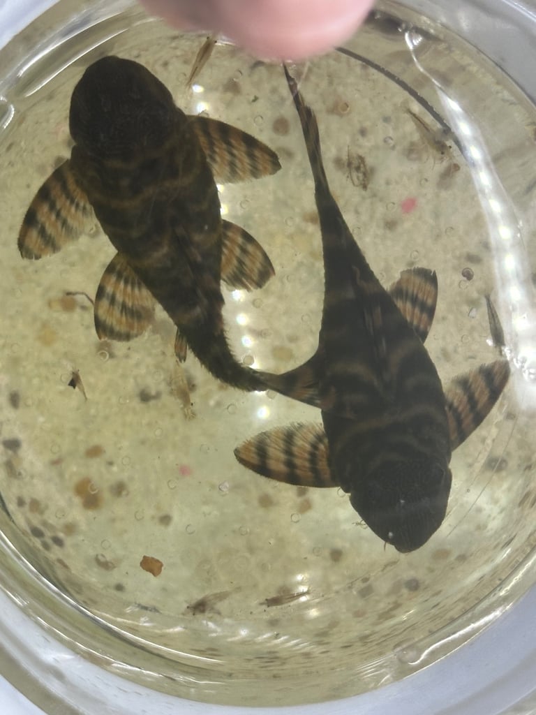 L397 Alenquer Pleco Fish breeding pairs x2 
