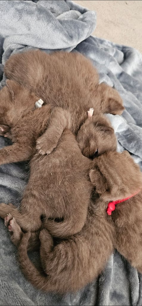 image for Brown British Shorthair Kittens 