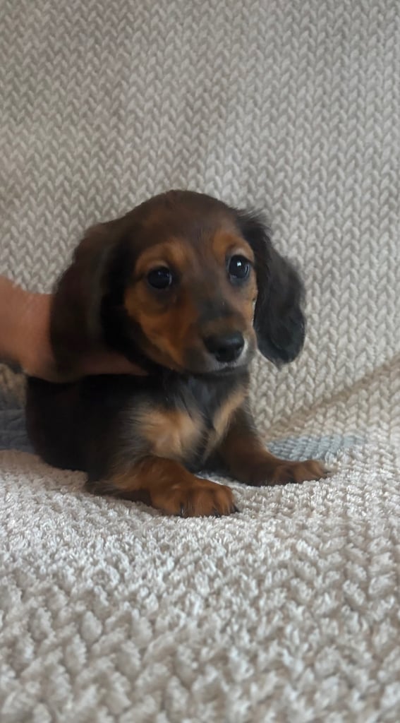Genuine miniature dachshunds 