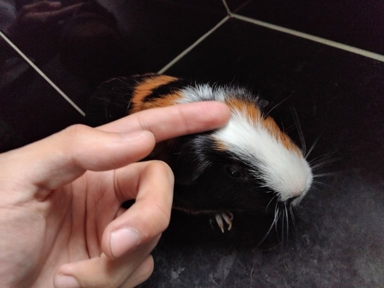 Male Guinea Pigs (Neutered) + Free Bag of Guinea Pig Bedding