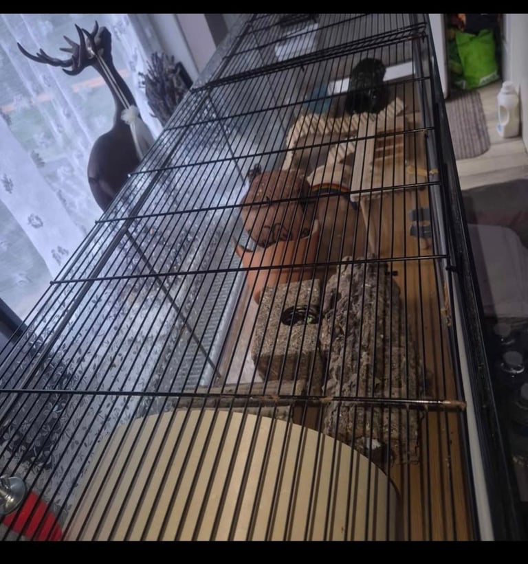 Hamster cage enclosure 