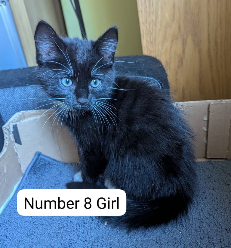 image for 🐾 Kittens Looking for Forever Homes 🐾