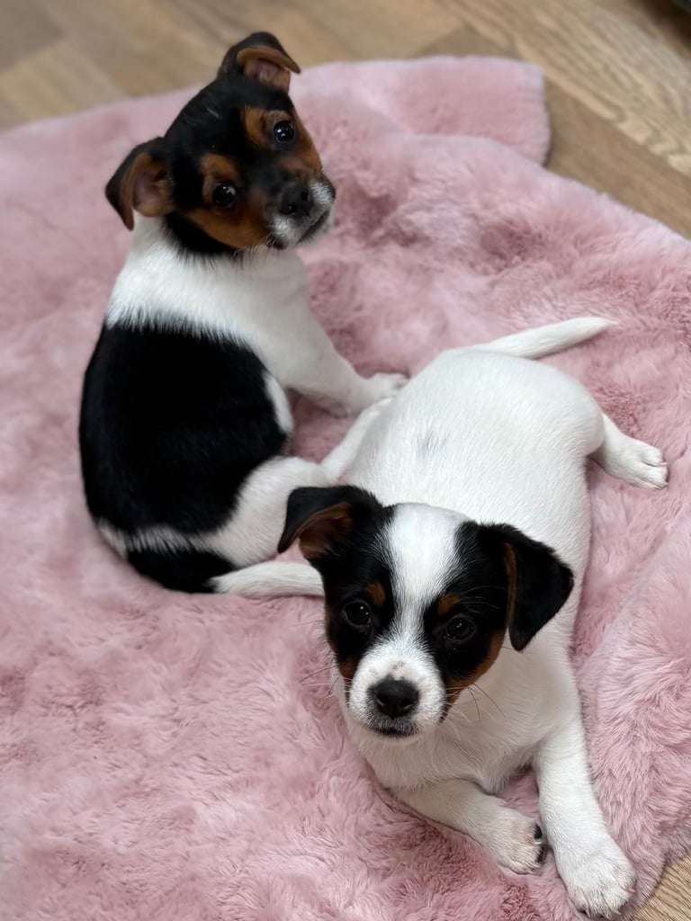 Traditional Miniature Jack Russell Puppies!
