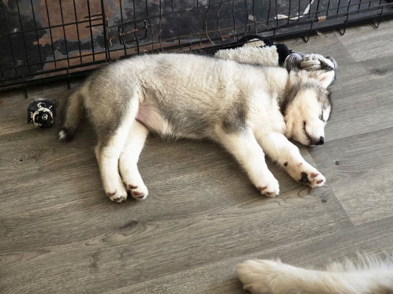 2 alaskan malamute girls ready to go now!!