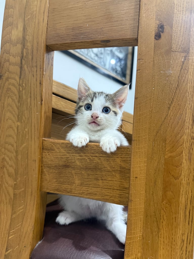 White tabby kitten girl