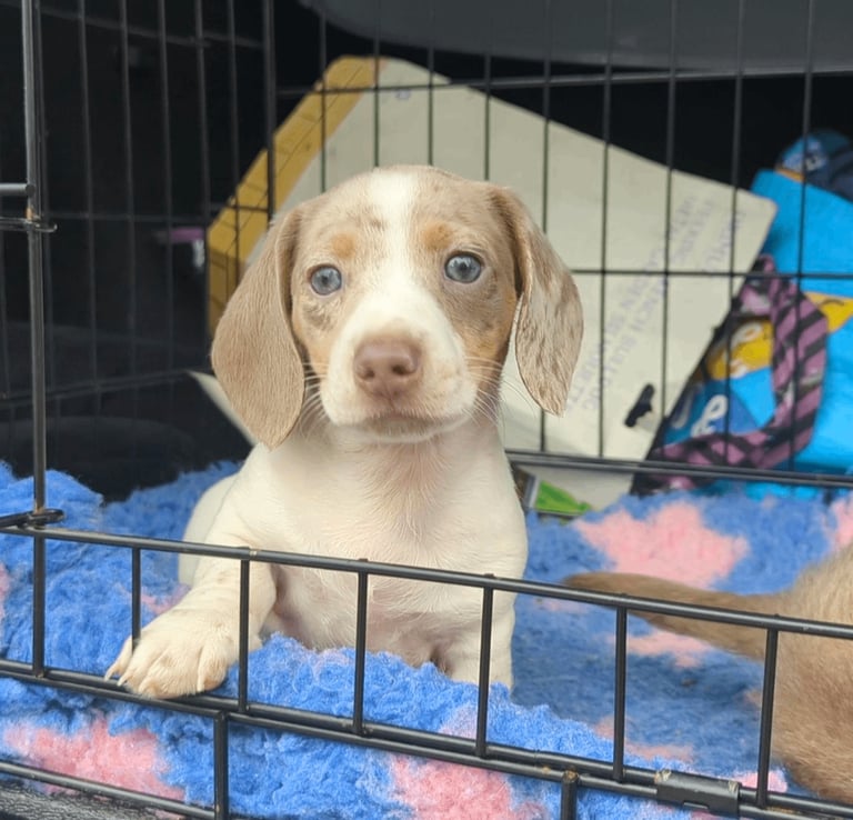Miniature dachshund Isabella dapple pied