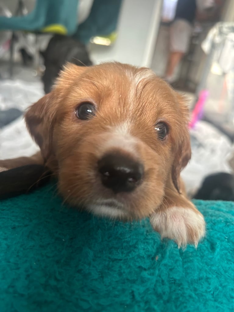 Cocker spaniel puppies