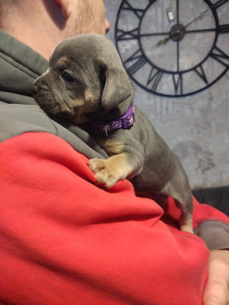 French x staffy x cocker spaniel 
