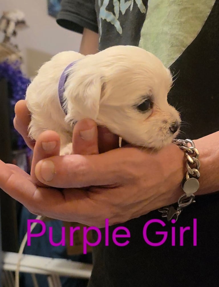 Adorable Maltese  Puppies 