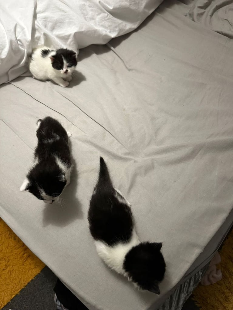 Kittens  mother part rag doll ready november 24th 